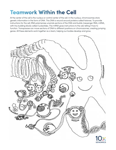 Teamwork Within the Cell: Proteins coordinate to coil and manipulate DNA. 