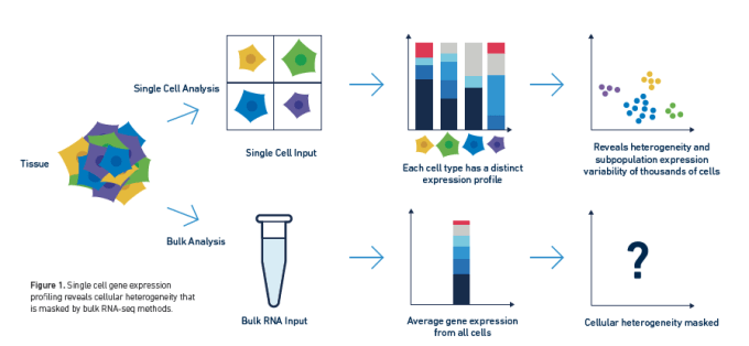 Single cell analysis reveals cellular heterogeneity that is masked by bulk methods. CREDIT: 10x Genomics, LIT000027 Getting Started with Single Cell Gene Expression.