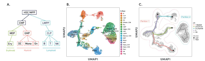 Developmental trajectories of multiple hematopoietic lineages. A. Cell hierarchy of hematopoiesis. B. UMAP projection of human bone marrow mononuclear cells. C. Cell partition and inferred trajectory paths for cell partition group 1. HSC: Hematopoietic stem cells; MPP: Multipotent progenitor cells; CMP: Common myeloid progenitors; CLP: Common lymphoid progenitors; GMP: Granulocyte-macrophage progenitors; Mono: Monocytes; DC: Dendritic cells; Gn: Granulocytes; LMPP: Lympho-myeloid primed progenitors; MEP: Megakaryocyte-erythroid progenitors; Ery: Erythrocytes; B: B cells; T: T cells; NK: Natural killer cells. CREDIT: 10x Genomics, LIT000055 Deciphering epigenetic regulation with single cell ATAC-seq.