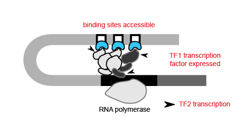 Building gene regulatory networks. Transcription of TF2 requires that TF1 (blue) be expressed, and that its binding sites at TF2 are accessible. CREDIT: Modified from Hupé et al., 2012 (CC BY 3.0).