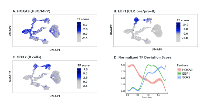 Transcription factor dynamics in lymphoid lineage trajectory. A. HOXA9 activity is enriched in HSCs and MPPs. B. EBF1 activity is enriched in CLP and B-cell progenitors. C. SOX2 activity is enriched in B cells. D. Cell type-specific transcription factors HOXA9, EBF1, and SOX2 are activated in early, intermediate, and late stages of lymphoid lineage trajectory, respectively. Curves shown are smooth splines fitted to ChromVAR deviation scores normalized by min-max in pseudotime dimension. CREDIT: 10x Genomics, LIT000055 Deciphering epigenetic regulation with single cell ATAC-seq.