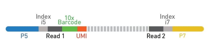 Figure 2: A representative Chromium Single Cell 3’ dual index library schematic with sample index i5 and i7. From Chromium Next GEM Single Cell 3ʹ v3.1: Dual Index Libraries Technical Note (CG000325).