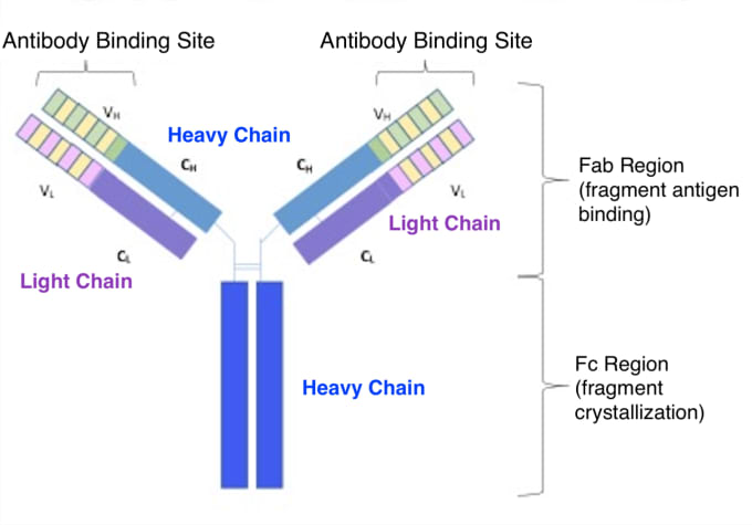 An antibody molecule, showing the heavy and light chain structures, and variable and constant regions. CREDIT: Modified from image by Immcarle70 - Own work. (CC BY-SA 4.0).