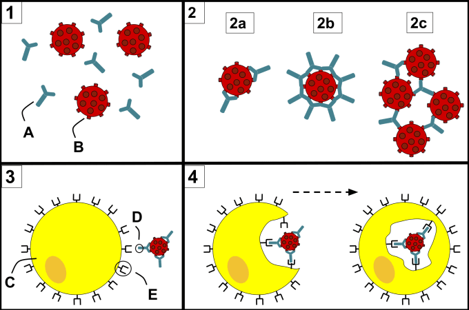  An overview of how antibodies interact with pathogens. 1) Antibodies (A) and pathogens (B) roaming freely in the blood. 2) The antibodies bind to pathogens and can do so in different formations such as opsonization (2a), neutralization (2b), and agglutination (2c). 3) A phagocyte (C) approaches the pathogen, and Fc region (D) of the antibody binds to one of the Fc receptors (E) on the phagocyte. 4) Phagocytosis occurs as the pathogen is ingested. CREDIT: Maher33. (CC BY-SA 4.0.) 