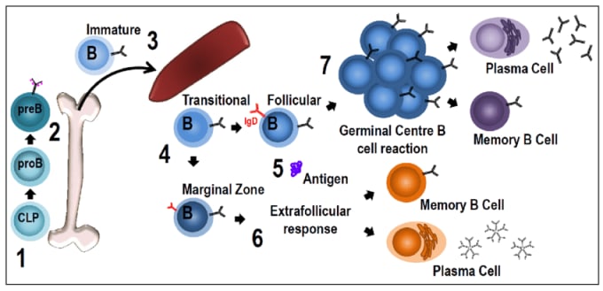 This diagram shows the steps of B-cell development and maturation, starting in the bone marrow (1 and 2), to the spleen (3), and subsequently to the periphery where the B cell encounters antigen and further differentiates into a memory or plasma B cell. CREDIT: JC Yam-Puc et al., Role of B-cell receptors for B-cell development and antigen-induced differentiation. (2018). (CC BY 4.0).