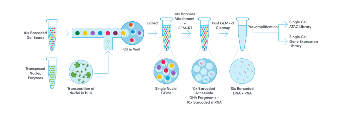 The Single Cell Multiome ATAC + Gene Expression workflow. Access a unified view of transcription and the chromatin landscape by combining gene expression and ATAC-seq data from the same single cell with a simple, streamlined workflow.