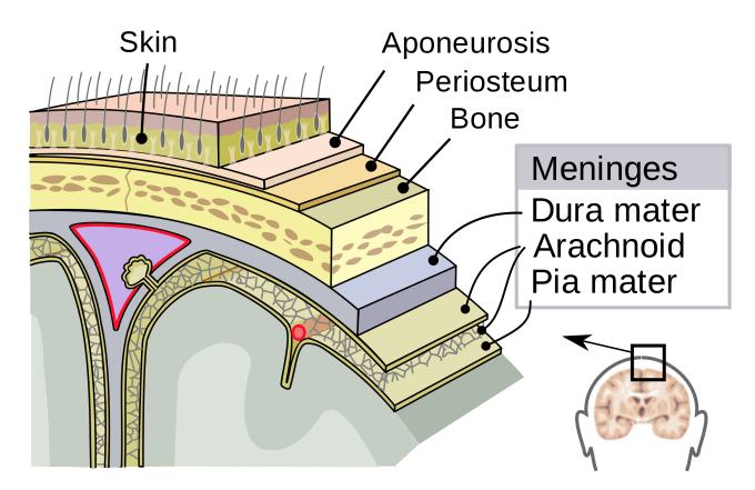 The meninges of the central nervous system. CREDIT: SVG by Mysid, original by SEER Development Team [1], Jmarchn - Vectorized in Inkscape by Mysid, based on work by SEER Development Team. (CC BY-SA 3.0). 
