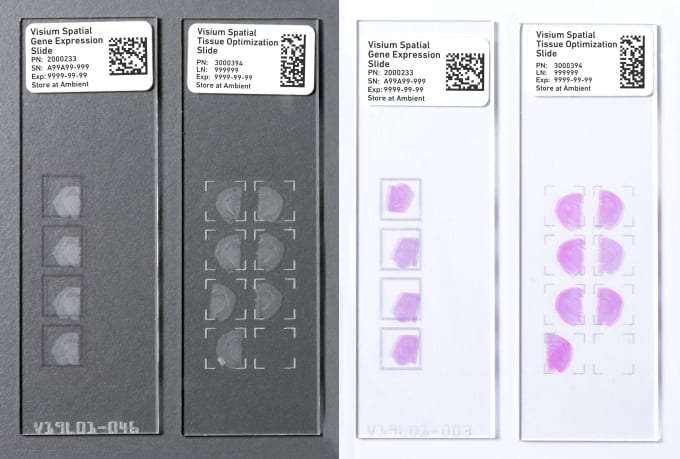 Visium Spatial Gene Expression Slides, stained and unstained.