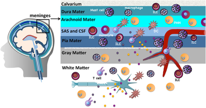 The meninges are tripartite structures that surround the brain and spinal cord. Multiple innate immune cells reside here. T cells normally transit through the meninges during immunosurveillance and can encounter antigens presented on resident dendritic cells (DCs) or macrophages. CREDIT: MA Brown and RB Weinberg, Mast Cells and Innate Lymphoid Cells: Underappreciated Players in CNS Autoimmune Demyelinating Disease. Front. In Immunol. 9, 514 (2020). (CC BY 4.0)