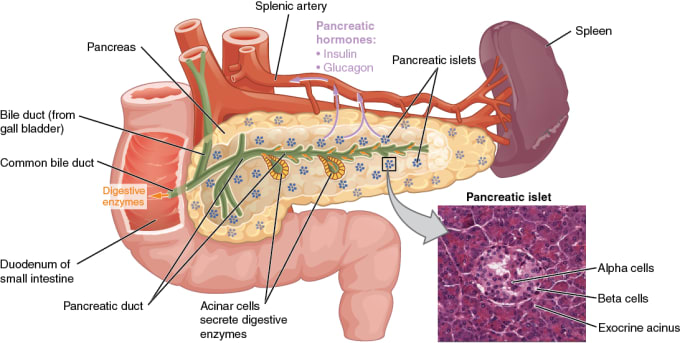 The pancreas has a role in digestion, highlighted here. Ducts in the pancreas (green) conduct digestive enzymes into the duodenum. This image also shows a pancreatic islet, part of the endocrine pancreas, which contains cells responsible for secretion of insulin and glucagon. CREDIT: Illustration from Anatomy & Physiology, Connexions Website. http://cnx.org/content/col11496/1.6/ (2013). (CC BY 3.0)