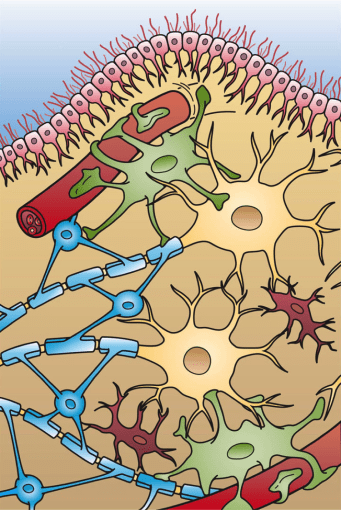 This image shows the four different types of glial cells found in the central nervous system: Ependymal cells (light pink), Astrocytes (green), Microglial cells (red), and Oligodendrocytes (functionally similar to Schwann cells in the PNS) (light blue). Artwork by Holly Fischer - http://open.umich.edu/education/med/resources/second-look-series/materials - CNS Slide 4. (CC BY 3.0)