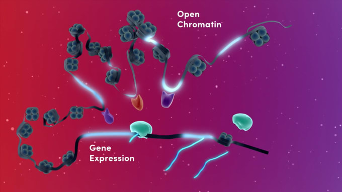 Insights into areas of chromatin accessibility in the genome can reveal key regulatory elements driving cell identity and function. Researchers can uncover their regulatory impact on gene expression in specific cell populations with Chromium Single Cell Multiome ATAC + Gene Expression. CREDIT: Introducing Multiomic Insights (video). 10x Genomics. 