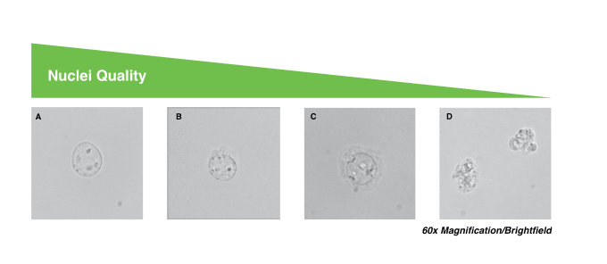 Four images showing degrees of nuclei quality. A: High-quality nuclei have well-resolved edges. Optimal quality for single cell ATAC libraries.  B: Mostly intact nuclei with minor evidence of blebbing. Quality single cell ATAC libraries can still be produced.  C: Nuclei with strong evidence of blebbing. Proceed at your own risk.  D: Nuclei are no longer intact. Do not proceed!