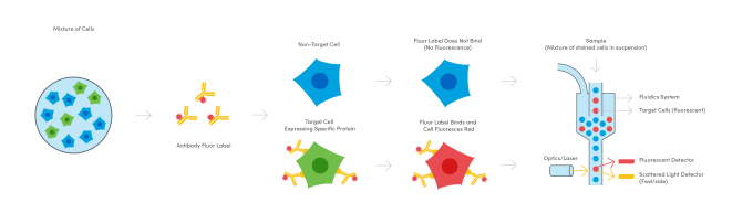 Diagram of the flow cytometry workflow. 