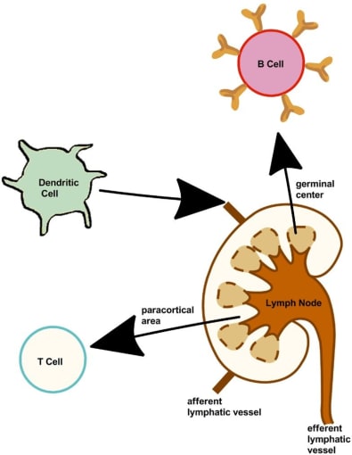 Lymph nodes present along the lymphatic vessels contain specialized compartments where immune cells collect and encounter antigens. CREDIT: Z Mehfuz and I Toth. Immunostimulation by Synthetic Lipopeptide-Based Vaccine Candidates: Structure-Activity Relationships. Front. Immunol. (2013). (CC BY 3.0)