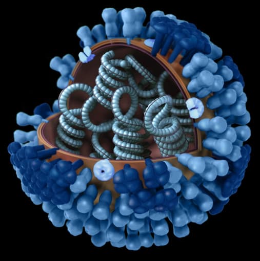 3D graphical representation of a generic influenza virion’s ultrastructure. CREDIT: CDC/Doug Jordan, M.A. Illustrator: Dan Higgins.