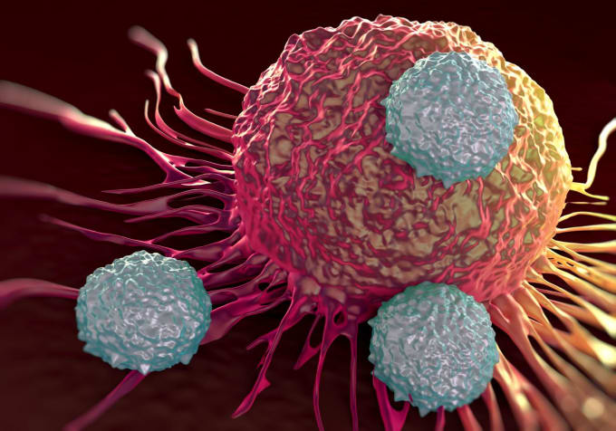 T cells (shown in gray) attacking cancer cells. CREDIT: La Jolla Institute for Allergy and Immunology. 