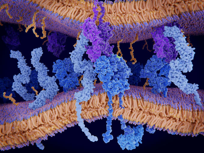 Illustration of a cell membrane with a T-cell receptor (dark blue, centre) in complex with an MHC (major histocompatibility complex) class II-peptide complex (purple). The T-cell receptor activates the immune response to antigens in T cells. The antigen (light green) is a peptide from a tumor cell, bacteria or virus. 