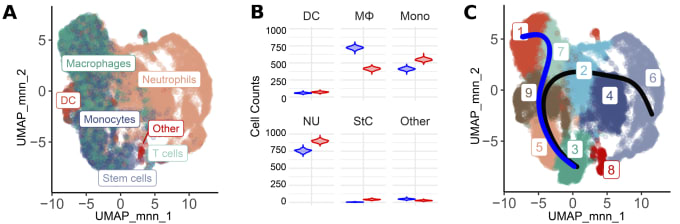 Figure 2. scRNA-seq of spinal cord myeloid cells isolated from WT and GRIP1-cKO mice at EAE day 20 postimmunization. (A) Cell type assignment for 20,376 spinal cord–derived myeloid cells. (B) Bootstrapping analysis of cell type distribution (from A), stratified by genotype: WT = blue; GRIP1-cKO = red; DC = dendritic cells, MΦ = macrophages; Mono = monocytes; NU = neutrophils; StC = stem cells. (C) Louvain clustering results and trajectory inference for 20,376 spinal cord–derived myeloid cells mapped onto a UMAP plot. The 3-5-9-7-1 (blue) trajectory likely corresponds to monocyte-to-macrophage transitions, while the 3-5-9-2-4-6 (black) corresponds to an increasing gradient of neutrophilic marker expression. Image and caption adapted from Figure 6 of Mimouna et al. 2020 (some panels not shown) and used under a Creative Commons Attribution 4.0 International License.