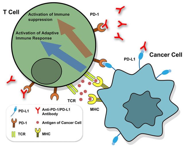 Zhang JY, et al. PD-1/PD-L1 based combinational cancer therapy: Icing on the cake. Front Pharmacol 11: 722, 2020. doi: 10.3389/fphar.2020.00722