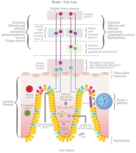 The enteric nervous system is complex and interacts with the central nervous system to form the gut–brain axis. CREDIT: Campos-Rodríguez R, et al. Stress modulates intestinal secretory immunoglobulin A. Front Integr Neurosci 7(86), 2013. (CC BY 3.0).