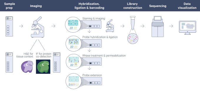 Figure 2. How it works. Briefly, FFPE tissues are sectioned and placed onto a Visium Gene Expression Slide. After imaging, pairs of probes specific to each gene in the protein-coding transcriptome are hybridized to their gene target and then ligated to one another. The tissue is permeabilized to release ligated probe pairs, which bind to capture probes on the slide, and are then extended to incorporate spatial barcodes before sequencing libraries are prepared. Once the sequencing data has been obtained, the barcoded libraries are mapped back to specific spots on the Capture Area using the spatial barcodes. 