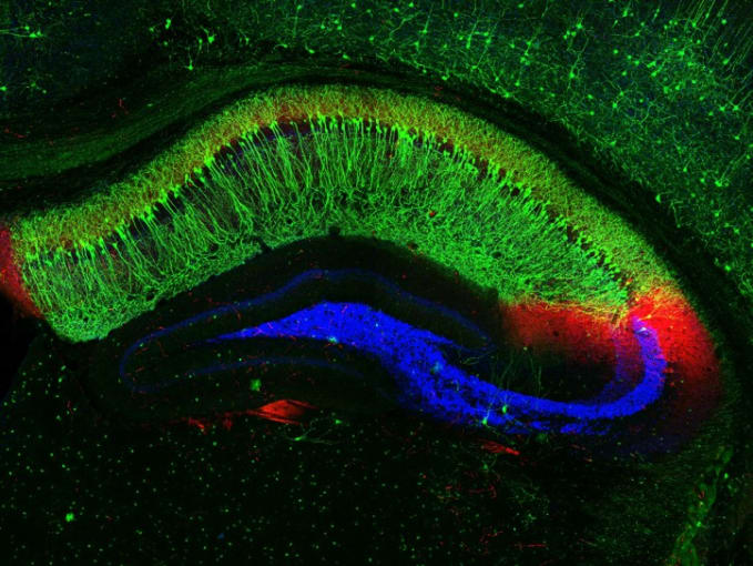 This image shows distinct neural connections in a cross section of a mouse’s hippocampus, a region of the brain involved in the memory of facts and events. The large, crescent-shaped area in green is hippocampal zone CA1. In red is the hippocampal zone CA2. The blue area shows the transmission sites of nerve signals between neurons in the neighboring CA3 zone and dentate gyrus, part of the hippocampus involved in episodic memories. Credit: Raunak Basu, University of Utah, Salt Lake City