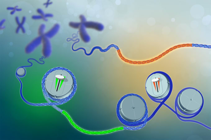 Image representing regions of accessible chromatin in the genome. These sections of the genome work to control how genes are turned off and on. Credit: Darryl Leja, National Human Genome Research Institute, NIH