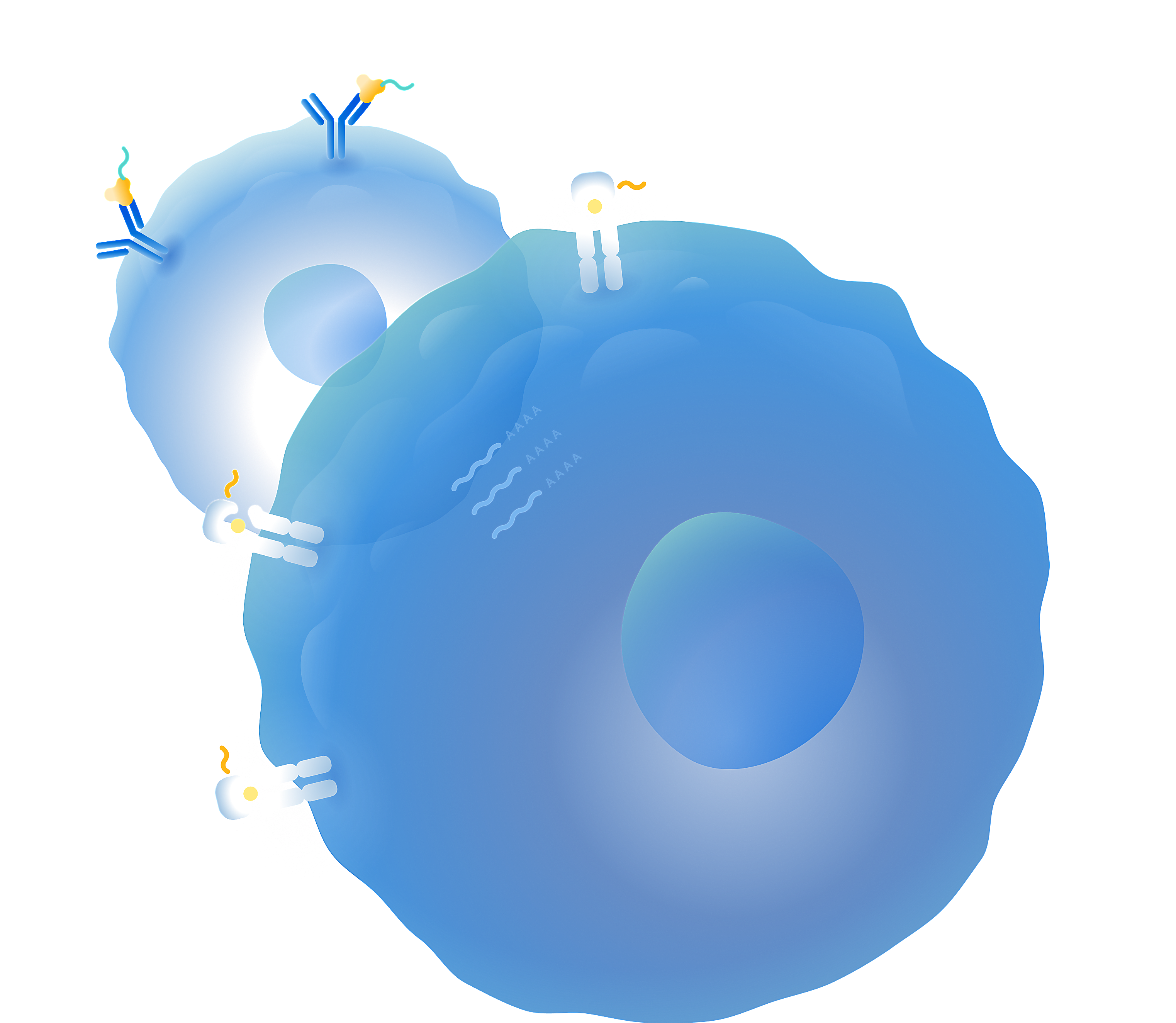 Single Cell Immune Receptor Mapping