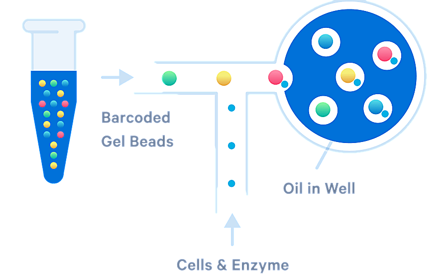 Illustration of Next GEM technology, showing the single cell barcoding process that takes place within Chromium instruments