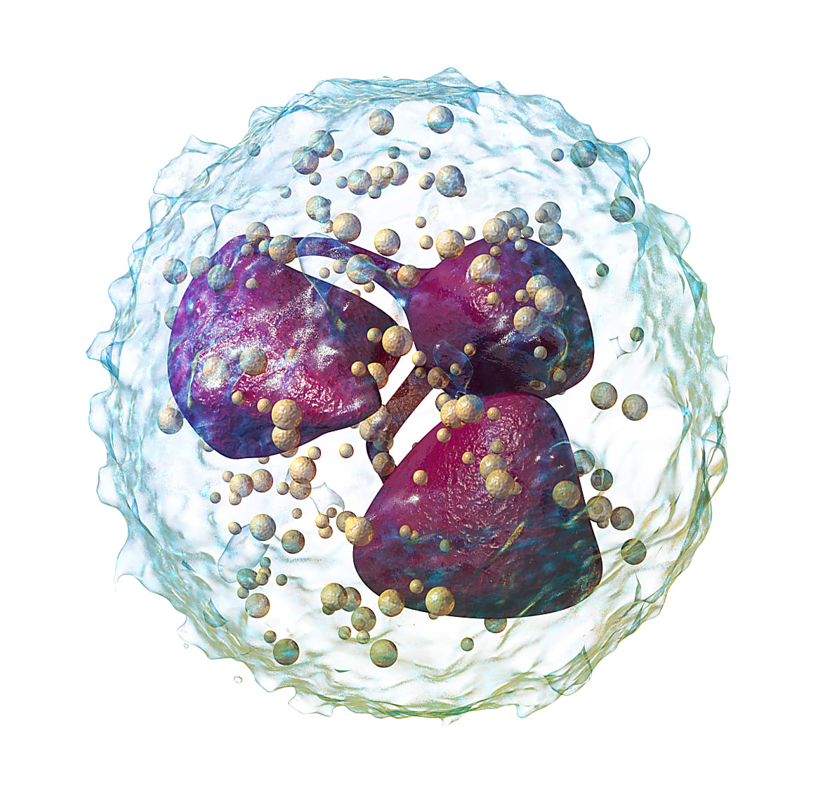 Drawing of a neutrophil cell. CREDIT: Blausen.com staff (2014). "Medical gallery of Blausen Medical 2014." WikiJournal of Medicine 1 (2). DOI:10.15347/wjm/2014.010. ISSN 2002-4436.