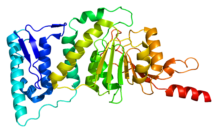 Structure of the DOT1L protein. Based on PyMOL rendering of PDB 1nw3. CREDIT: Wikipedia. Emw - own work. (CC BY-SA 3.0).