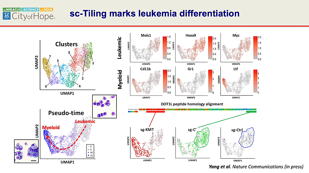 UMAP projections from single cell CRISPR tiling screen reveals cell-specific gene expression. 10x Genomics Webinar. 