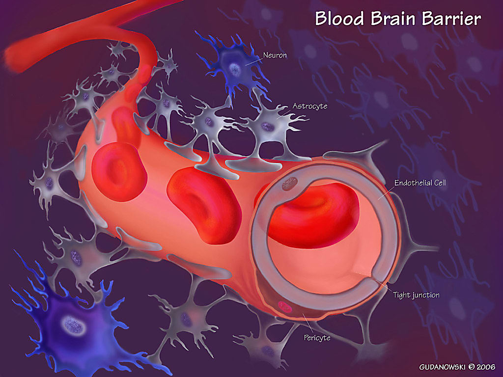 Illustration of the blood brain barrier. CREDIT: Chrejsa.