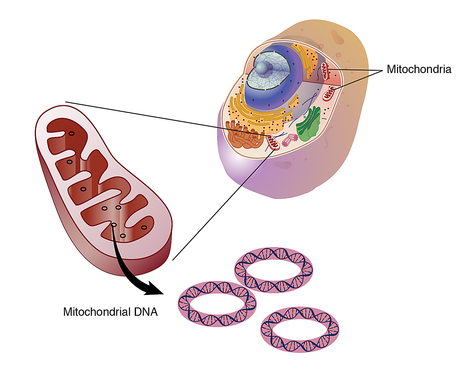 Illustration of mitochondrial DNA. Credit: National Human Genome Research Institute.