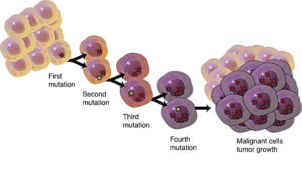 A standard model of tumor evolution driven by genetic mutations. Credit: Darryl Leja, National Human Genome Research Institute. 