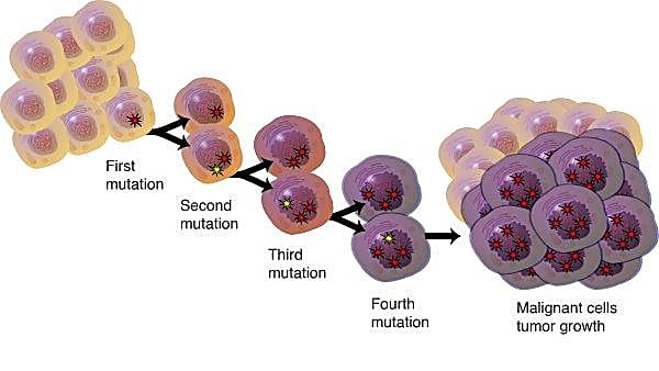 A standard model of tumor evolution driven by genetic mutations. Credit: Darryl Leja, National Human Genome Research Institute.