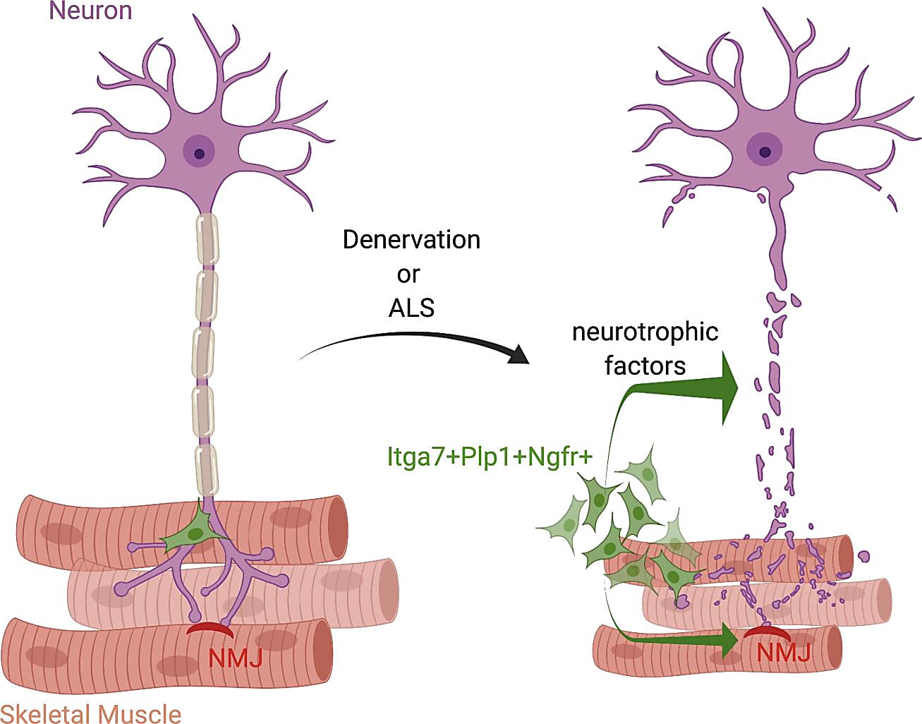 Depiction of skeletal muscle nerve injury and the subsequent neurotrophic factor response involved in repairing the neuromuscular junction. Credit: Proietti D, et al. JCI Insight 6(7): e143469 (2021).