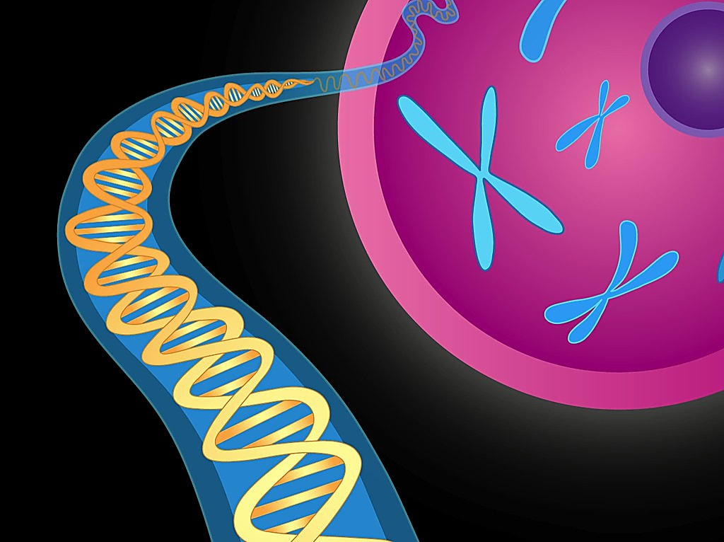 Illustration of cell with chromosomes and DNA double helix. Credit: National Institute of Mental Health, National Institutes of Health