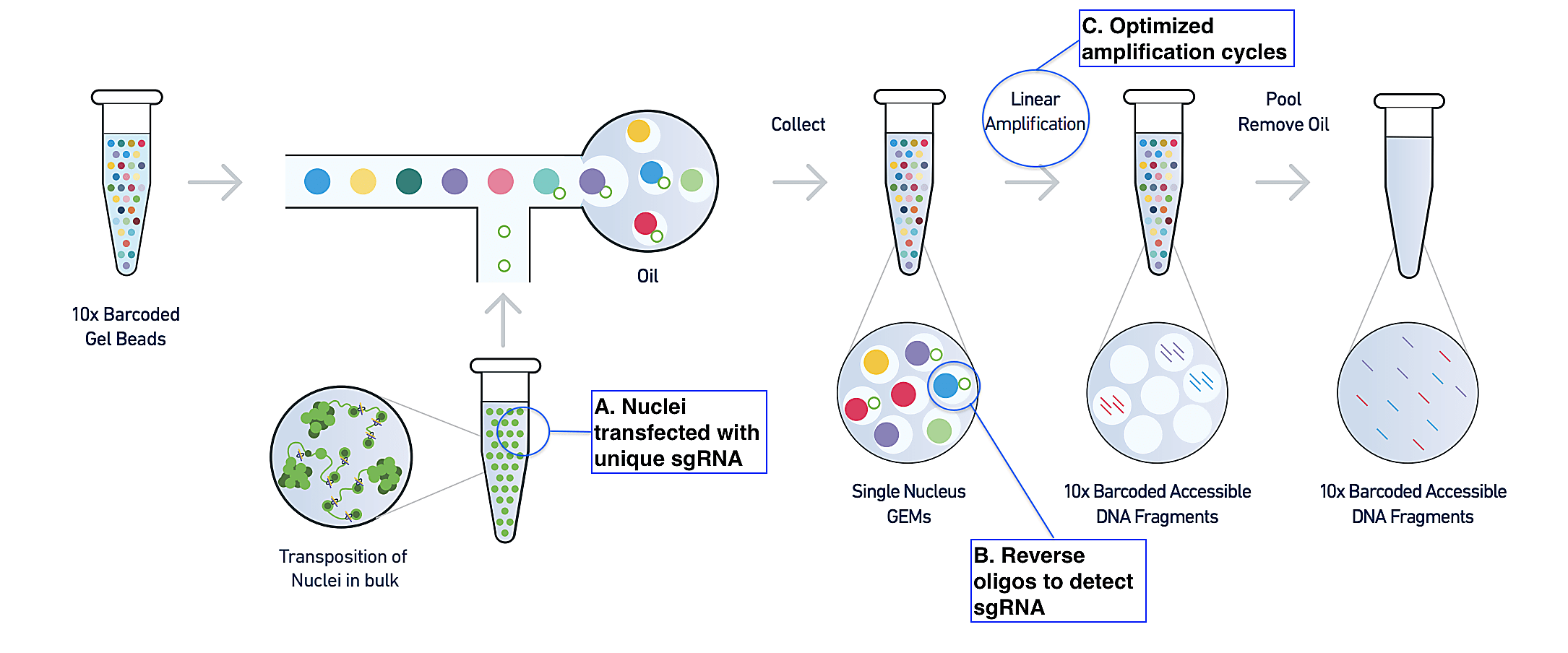 Figure 1. A representation of the modified Spear-ATAC workflow, based on Chromium Next GEM Single Cell ATAC. A) Prior to transposition, nuclei are transfected with sgRNA flanked by sequencing adapters. B) Reverse oligos specific to sgRNA backbone ensure sgRNA is barcoded and linked to nuclei of origin along with ATAC fragments. C) Additional amplification steps optimize detection of sgRNA. Source: Modified from 10x Genomics LIT000039 - Rev E - Product Sheet - Profiling chromatin accessibility at single cell resolution.