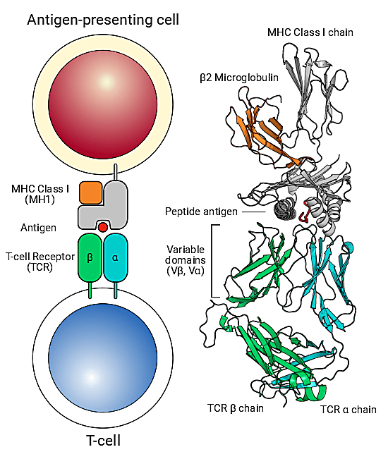 T cells rely on their surface receptors to recognize and bind with foreign and disease-associated antigens—in the form of peptide molecules—presented by innate immune cells, such as dendritic cells or other antigen presenting cells. This is a stylized view of the core components required for TCR-antigen recognition. CREDIT: Leem et al., Nucleic Acids Res. (2018), 46, D406-D412. (BY CC 4.0)