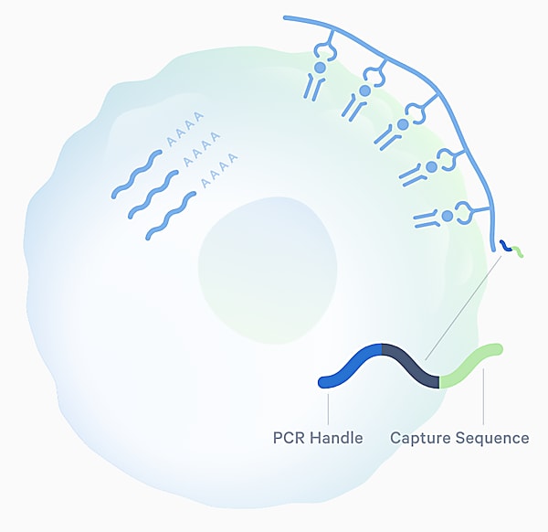 Image of immune cell showing analytes accessible with single cell sequencing technology, including multimers to identify antigen specificity and whole transcriptome gene expression. 