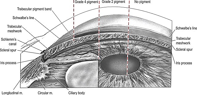 Anatomic features of normal eyes. Credit: Ento Key, Fastest Otolaryngology & Ophthalmology Insight Engine (https://entokey.com/gonioscopic-anatomy/).
