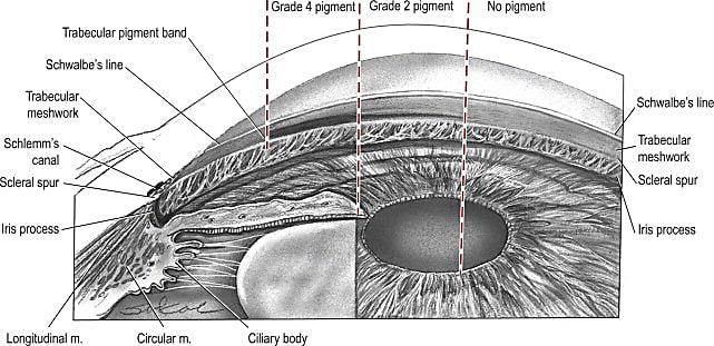 Seeing novel targets for glaucoma treatments with single cell  transcriptomics - 10x Genomics