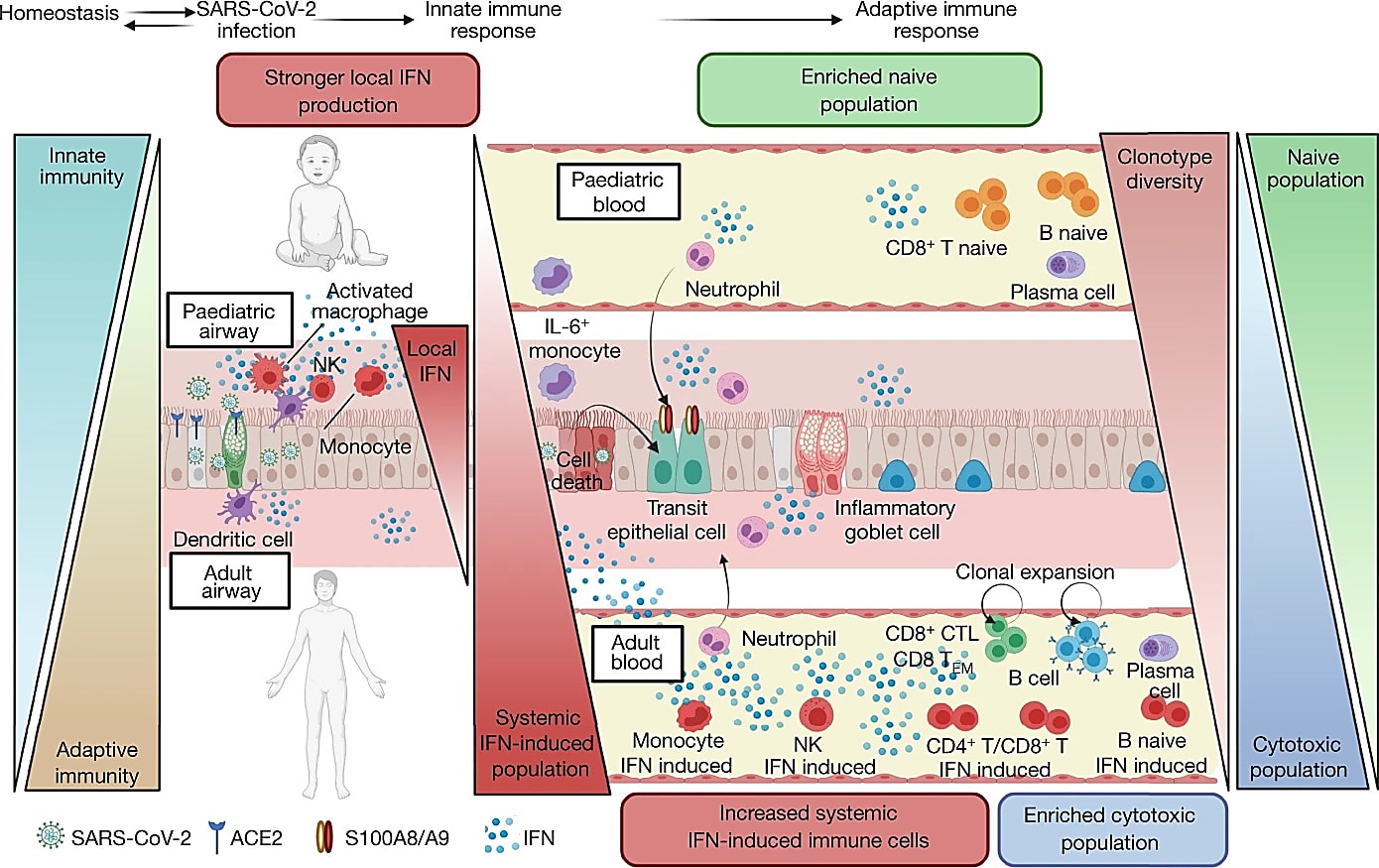 Summary of the local and systemic response to SARS-CoV-2 infection in children and adults as represented in Figure 4 from  Yoshida M et al. Nature (2021), used under Creative Commons Attribution 4.0 International License. The image has not been modified in any way.