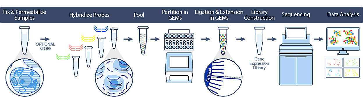 Overview of Single Cell Gene Expression Flex workflow.