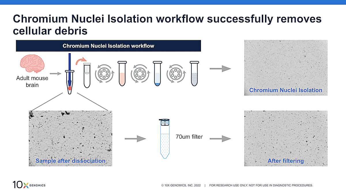 Figure 1. Chromium Nuclei Isolation Kit was used to isolate nuclei from adult mouse brain tissue. The workflow includes debris removal steps, providing a clean nuclei suspension.
