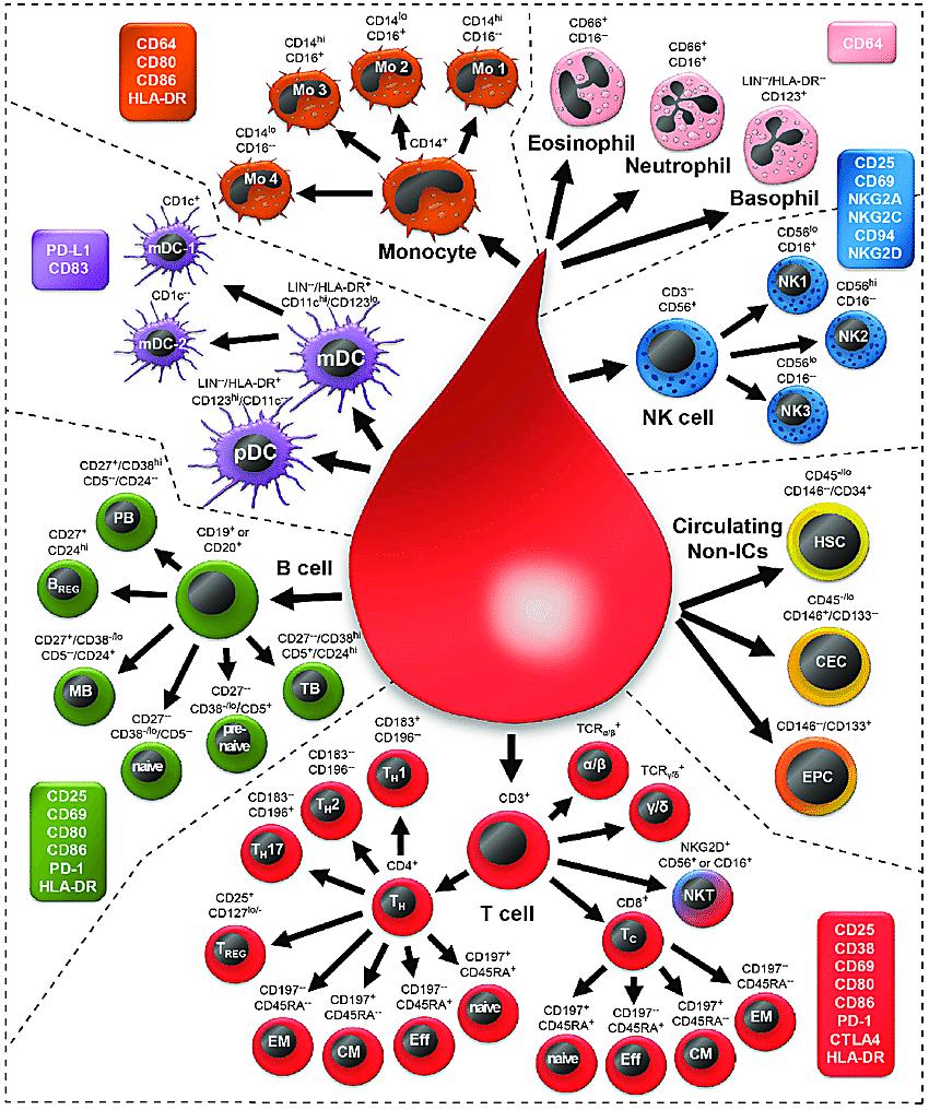 Representation of the immune and non-immune cell types that can be found in the blood. CREDIT: Rühle et al. https://www.researchgate.net/figure/Schematic-overview-of-the-34-immune-cell-and-3-non-immune-cell-subsets-that-can-be_fig12_306074018