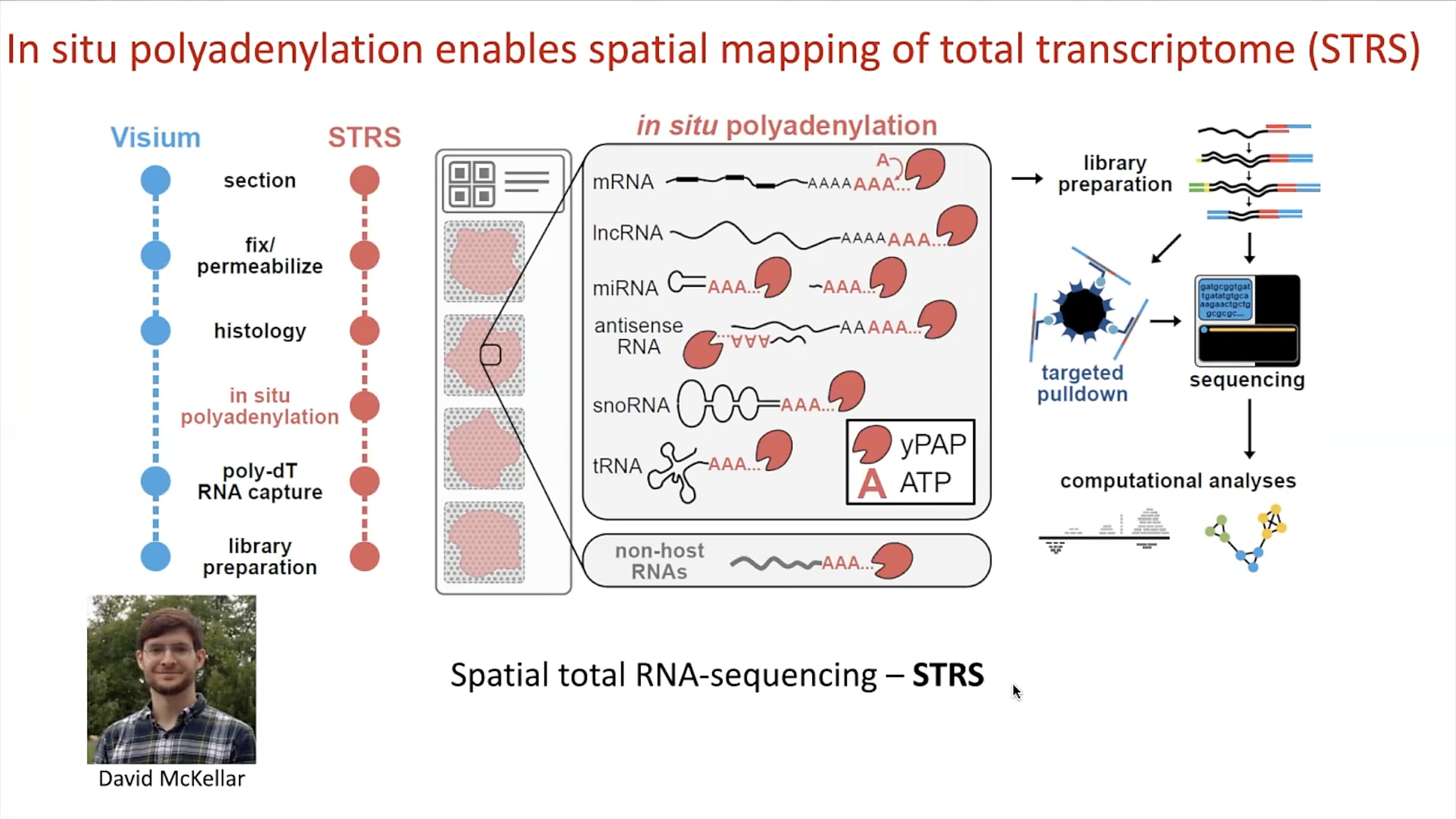 Representation of the spatial total RNA-sequencing (STRS) method. Credit: McKellar D, et al. In situ polyadenylation enables spatial mapping of the total transcriptome. bioRxiv (2022). https://doi.org/10.1101/2022.04.20.488964
