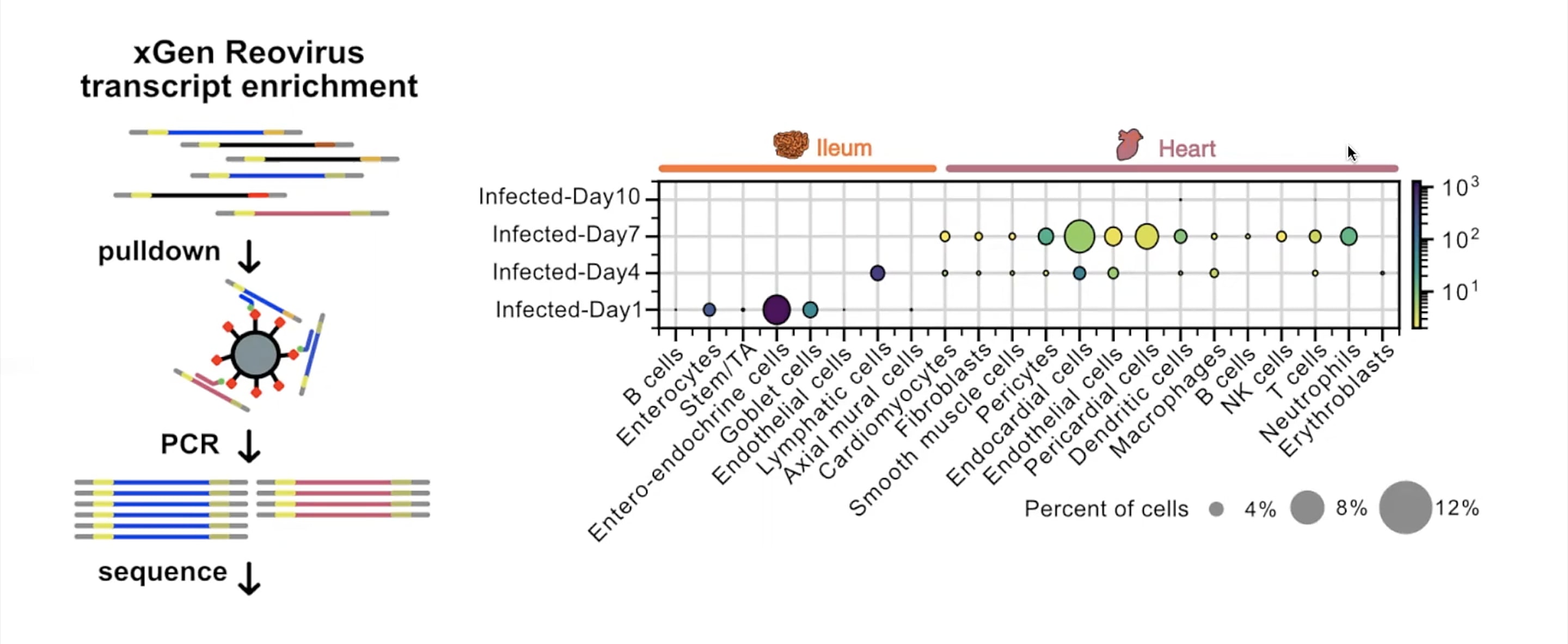 Quantification of viral RNA transcripts in specific cell types using single cell RNA-seq and the modified xGen Reovirus transcript enrichment library preparation. Credit: Mantri M, et al. Spatiotemporal transcriptomics reveals pathogenesis of viral myocarditis. bioRxiv (2022). https://doi.org/10.1101/2021.12.07.471659